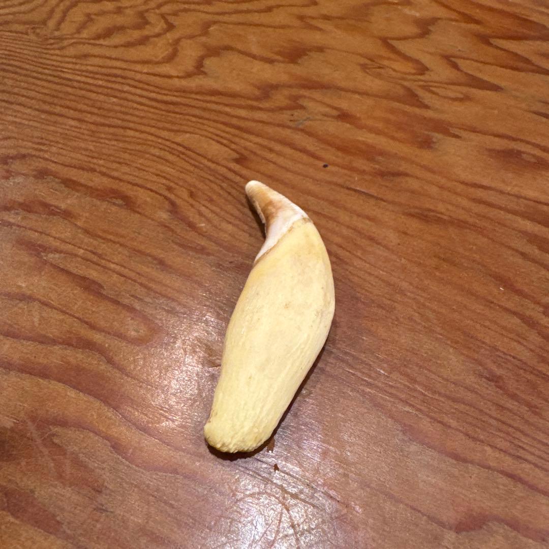 熊の牙(くまのきば)割引中！