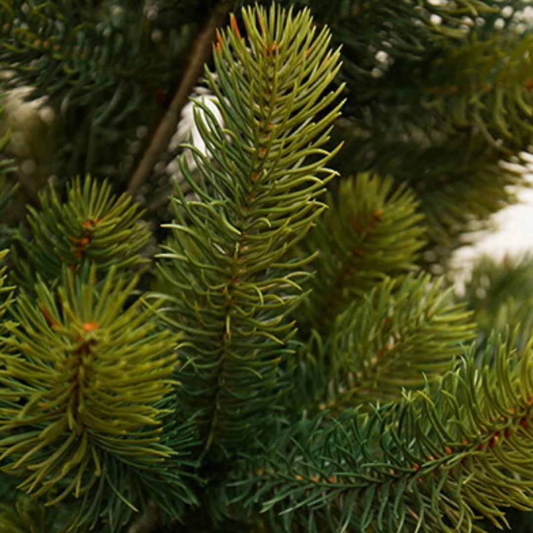 シュヴァルツヴァルトクリスマスツリー １２０cm