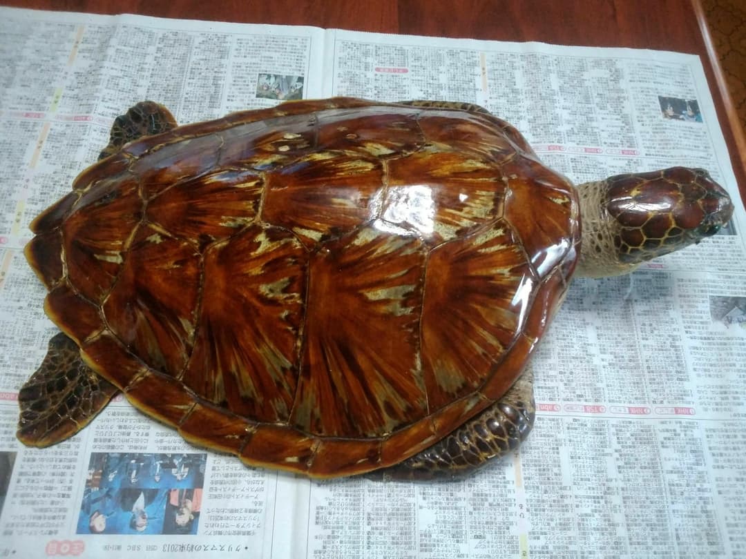 ウミガメ剥製
