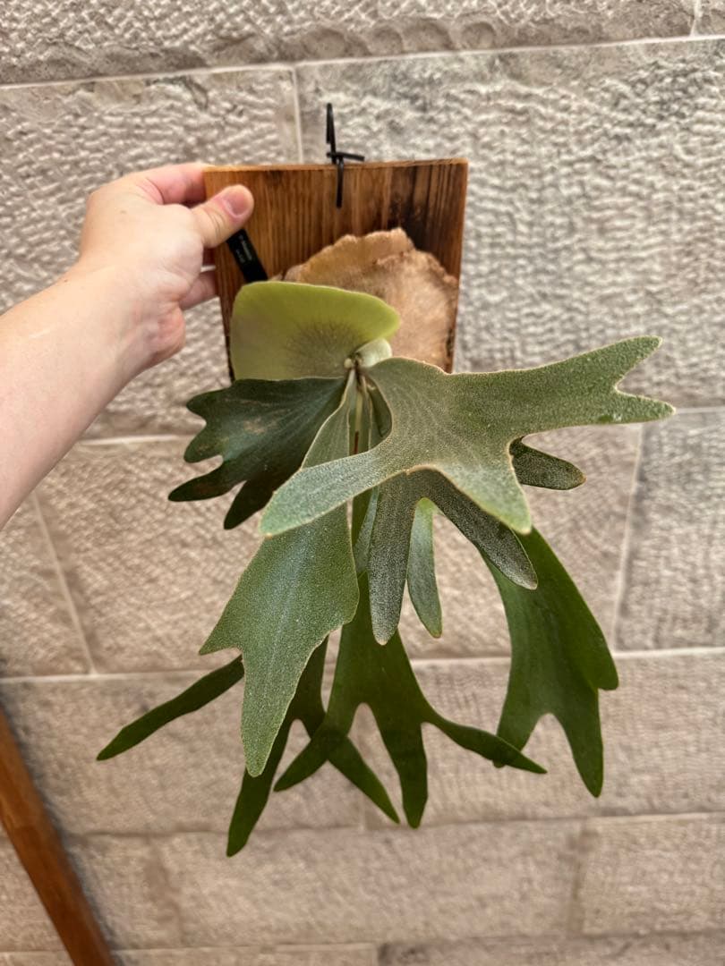 ビカクシダ P.Moomin ムーミン 子株 OC