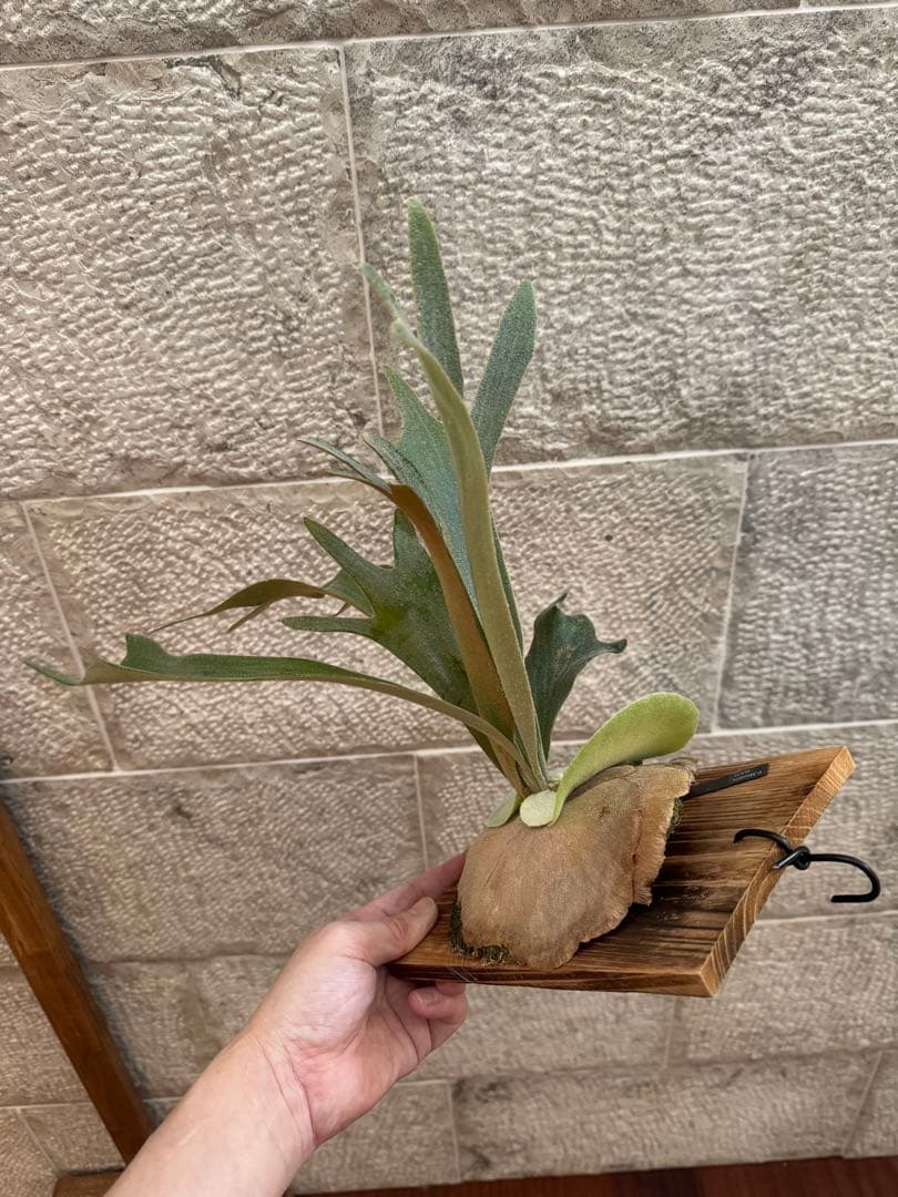 ビカクシダ P.Moomin ムーミン 子株 OC