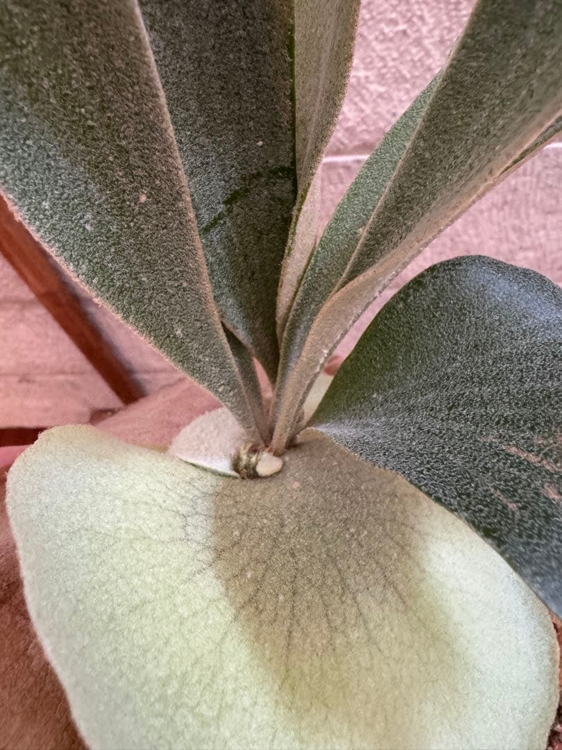 ビカクシダ P.Moomin ムーミン 子株 OC