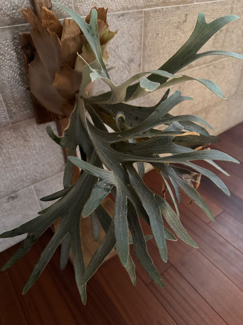 ビカクシダ P.Moomin ムーミン 子株 OC