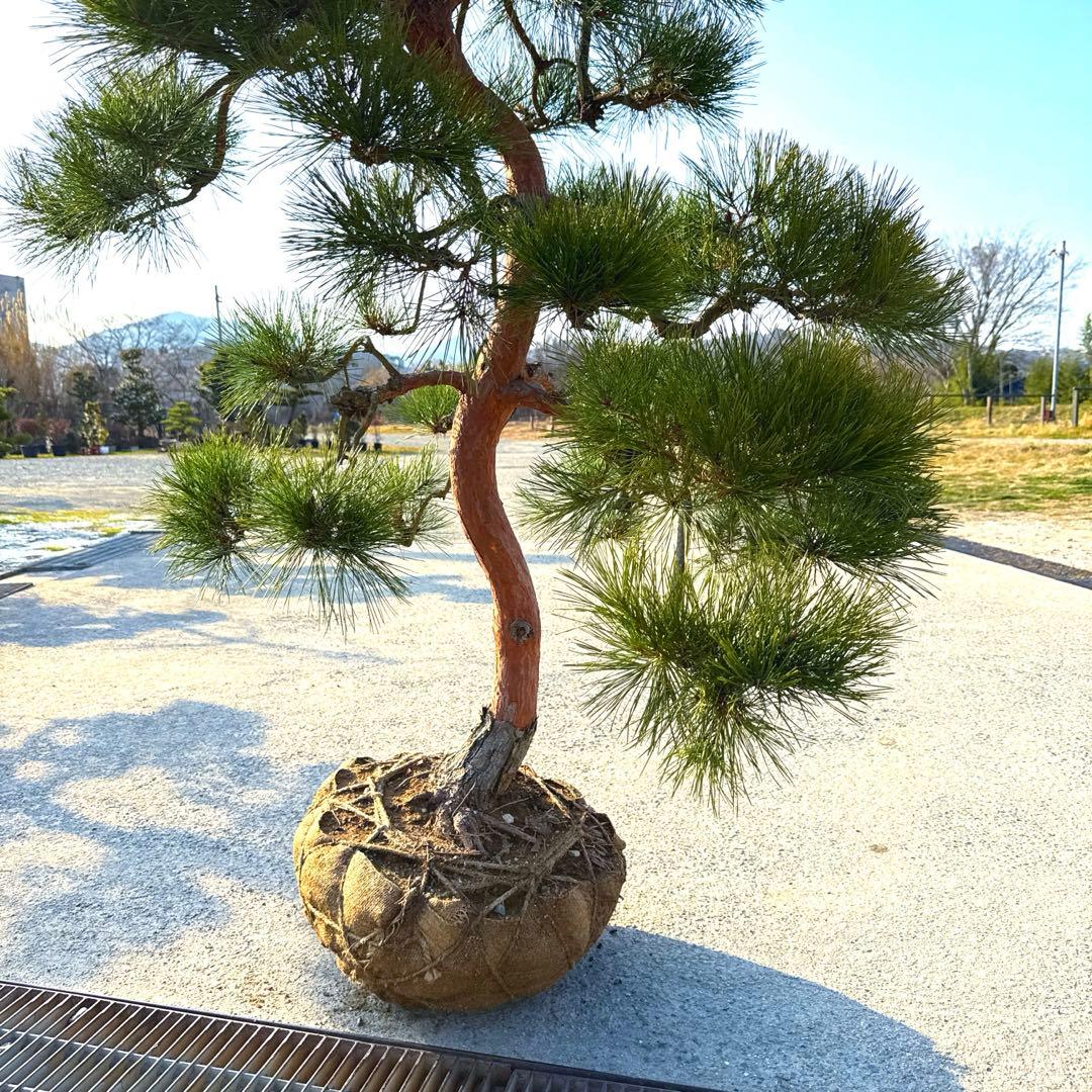 赤松『樹高約220㎝』引き取り限定。配達別料金、植込み無料❗️最終値引き価格❗️