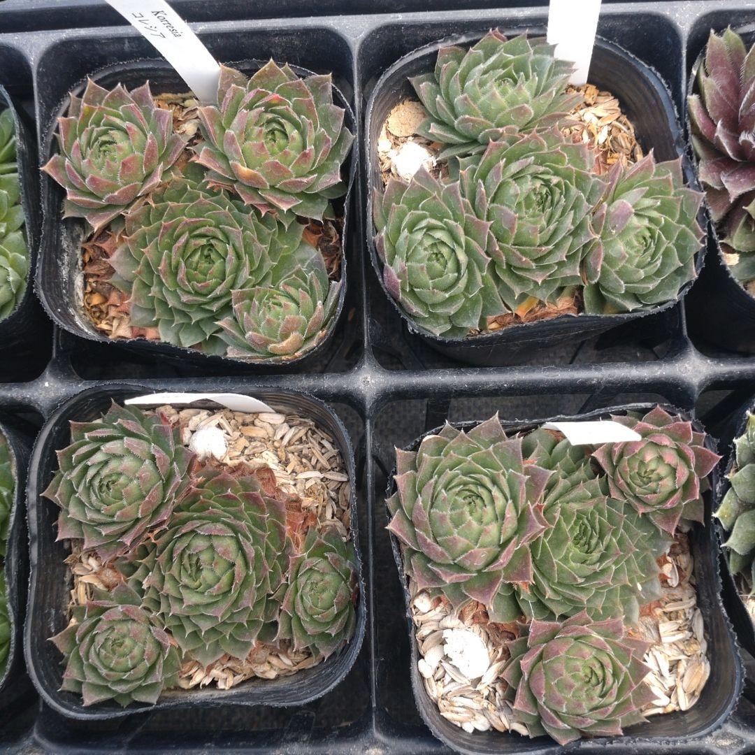 1ポット410円〜 センペルビウム26年1月 その12