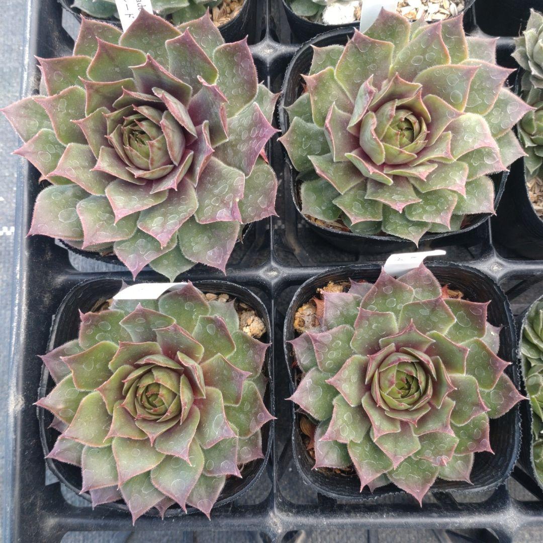 1ポット410円〜 センペルビウム26年1月 その12