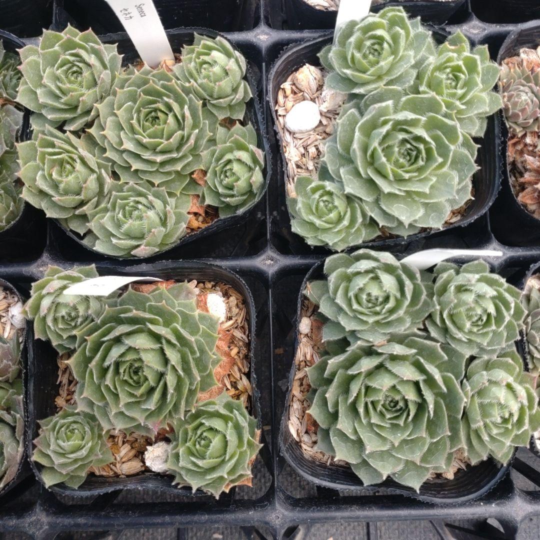 1ポット410円〜 センペルビウム26年1月 その12