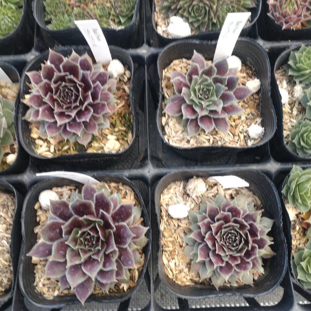 1ポット410円〜 センペルビウム26年1月 その12