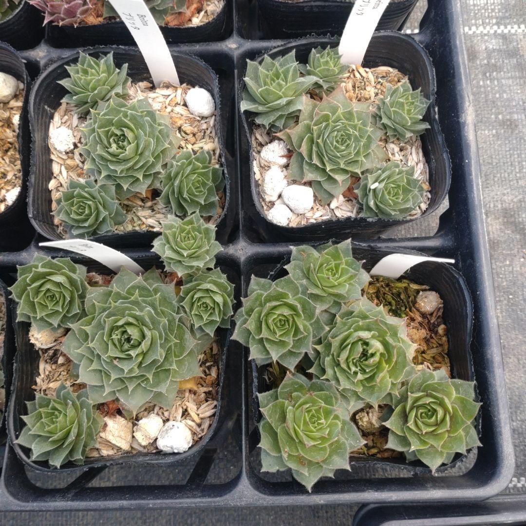 1ポット410円〜 センペルビウム26年1月 その12