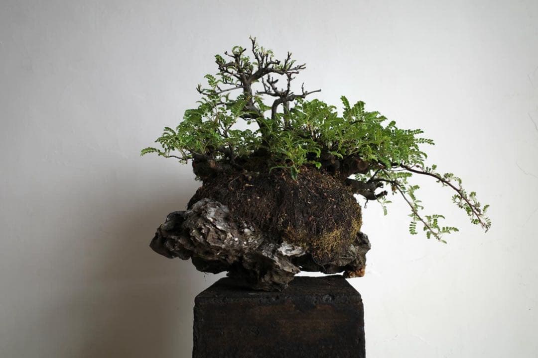【稀少】岩付け(石付け)磯山椒の盆栽