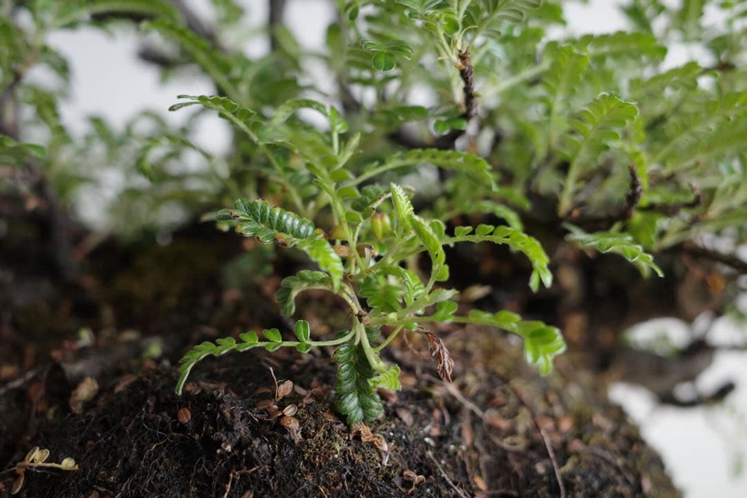 【稀少】岩付け(石付け)磯山椒の盆栽