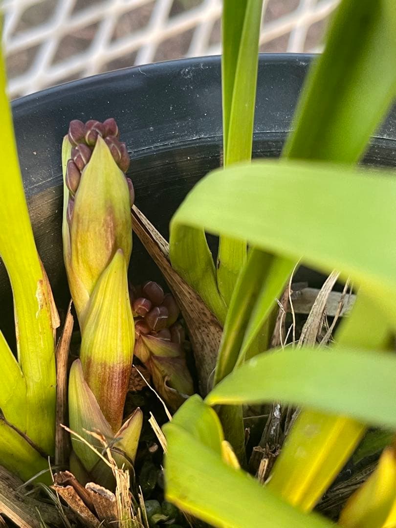 R8年キンリョウヘン花芽7本#3