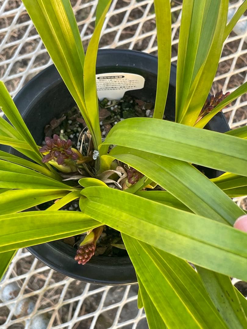 R8年キンリョウヘン花芽7本#3