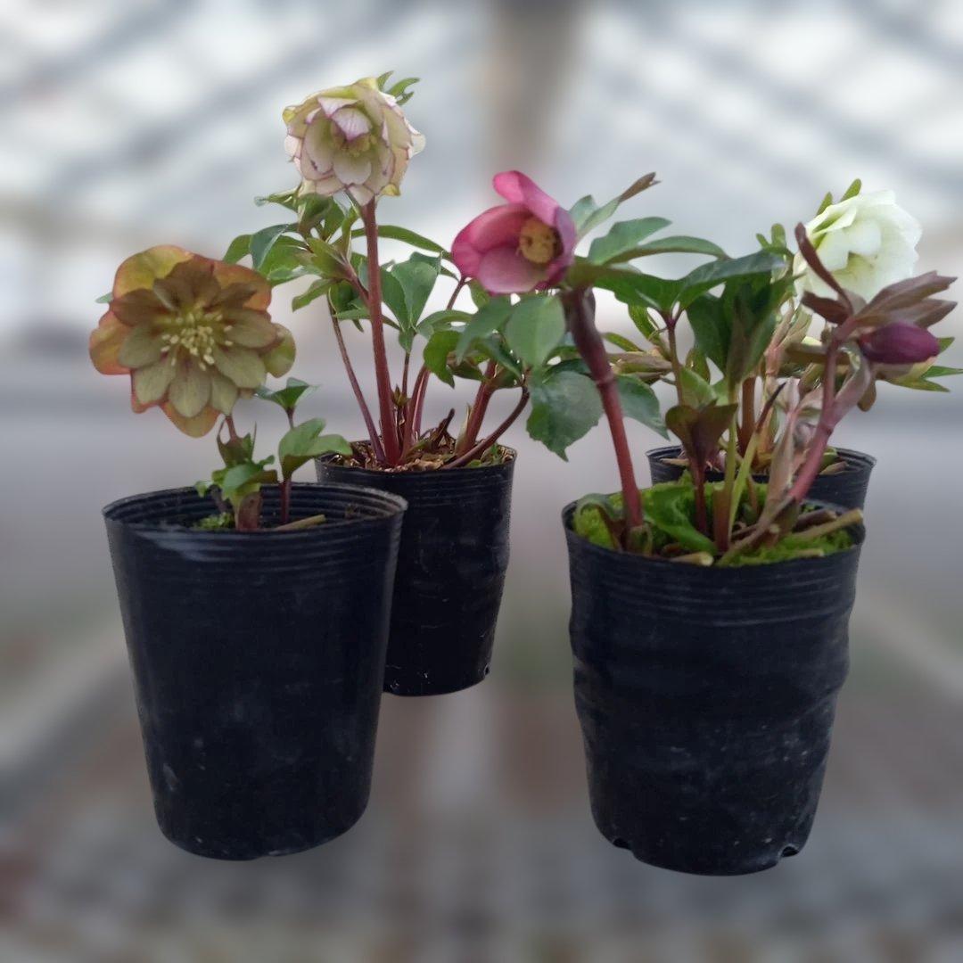 値下げ！お買い得！人気種♪クリスマスローズ4個セット