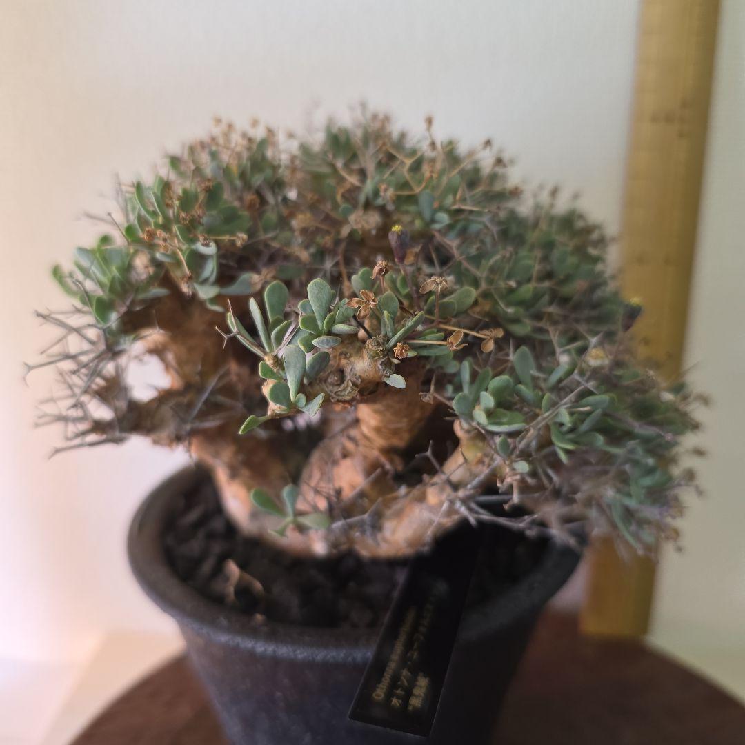 オトンナ•ユーフォルビオイデス 美株のコレクション株 信楽焼鉢