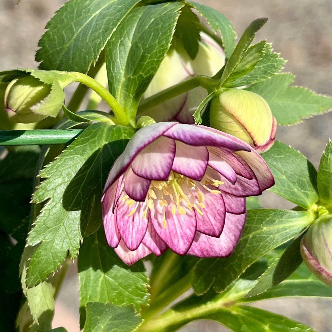 ˙*⋆様 ☘️極上☘️❤️根充実❤️しっかり新芽❤️3286⭐️フジタ⭐️超小輪