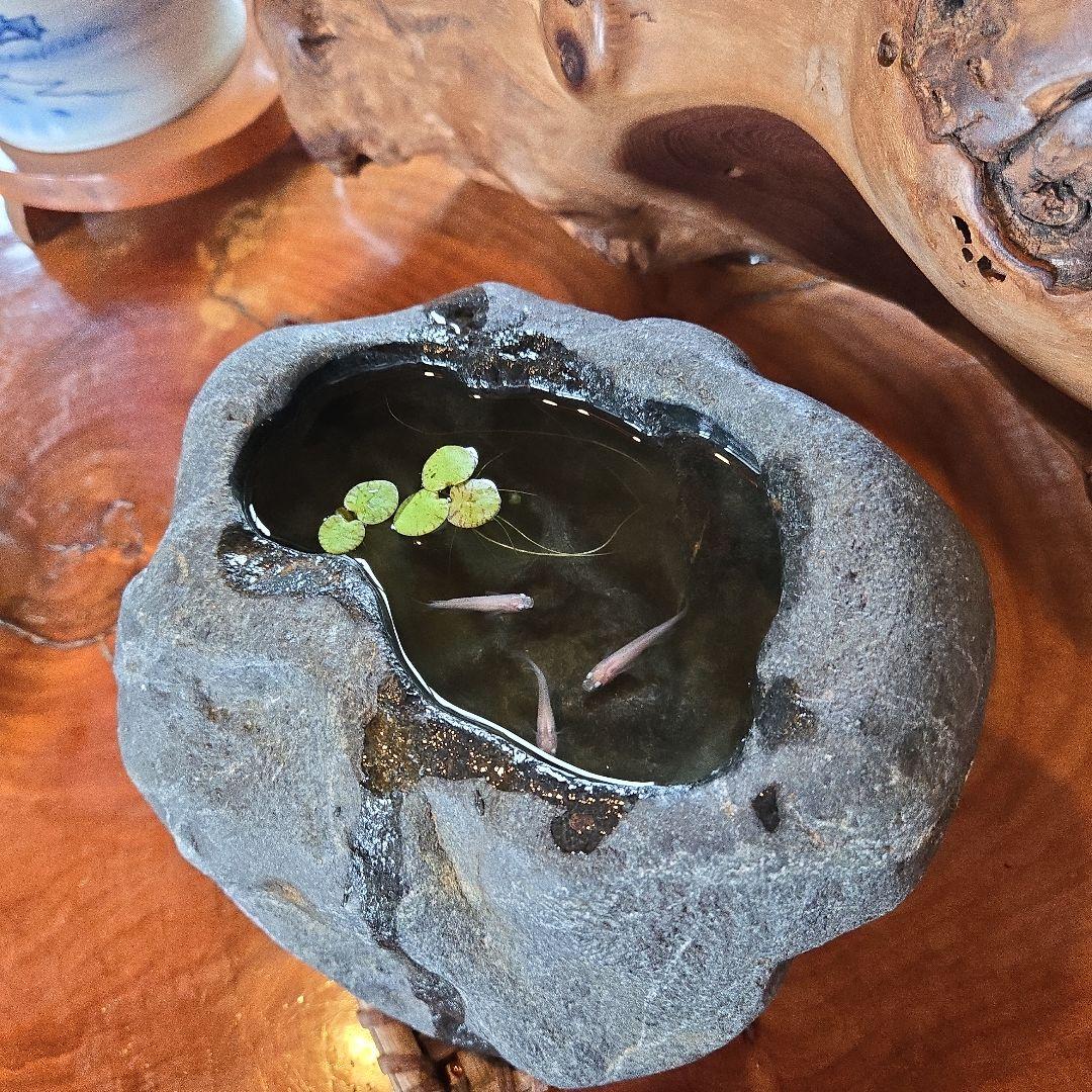 八海石 9.5kg メダカ鉢 天然石