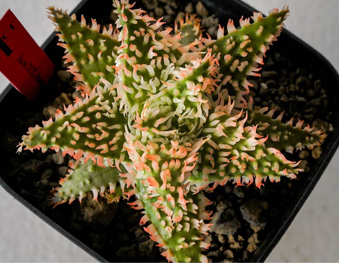 アロエハイブリッド　TCT Super YYY Series