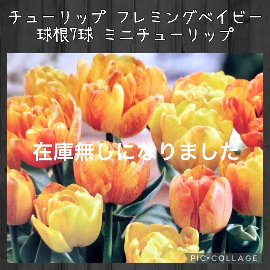【球根】フレミングベイビー　ミニチューリップ　7球　水耕栽培　レア品種　数量限定