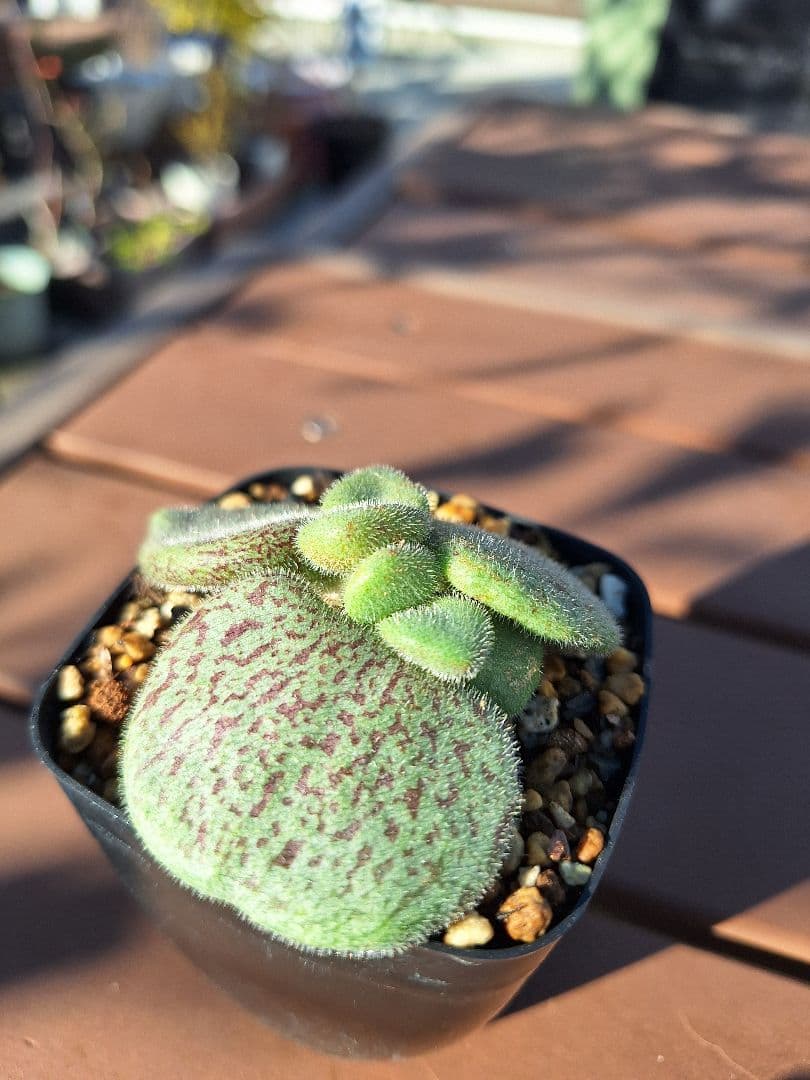 チレコドン　ノルティー　国内育成　鉢ごと発送