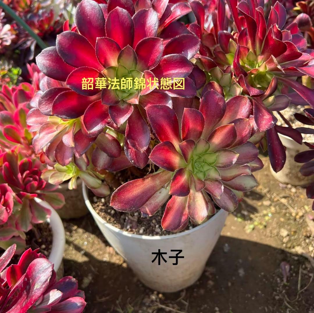 多肉植物。 韶華法師錦