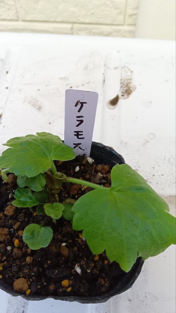 専用　ラナンキュラスラックス　芽出し苗セット