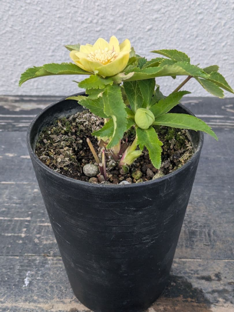 広瀬園芸 クリスマスローズ　グリーンゴールドスポットdd　小輪極美株