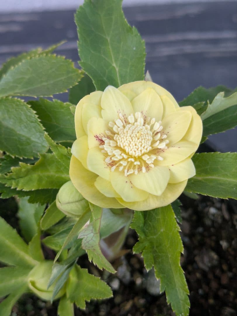 広瀬園芸 クリスマスローズ　グリーンゴールドスポットdd　小輪極美株