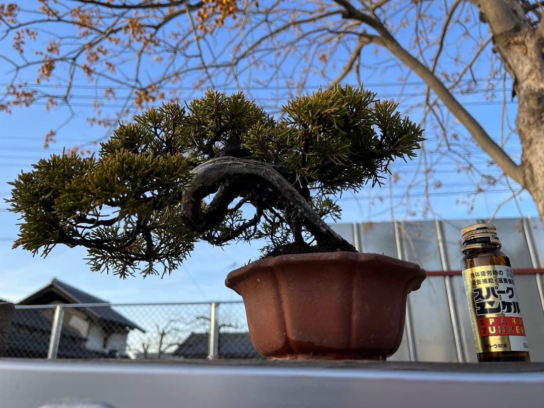 糸魚川真柏 / 盆栽