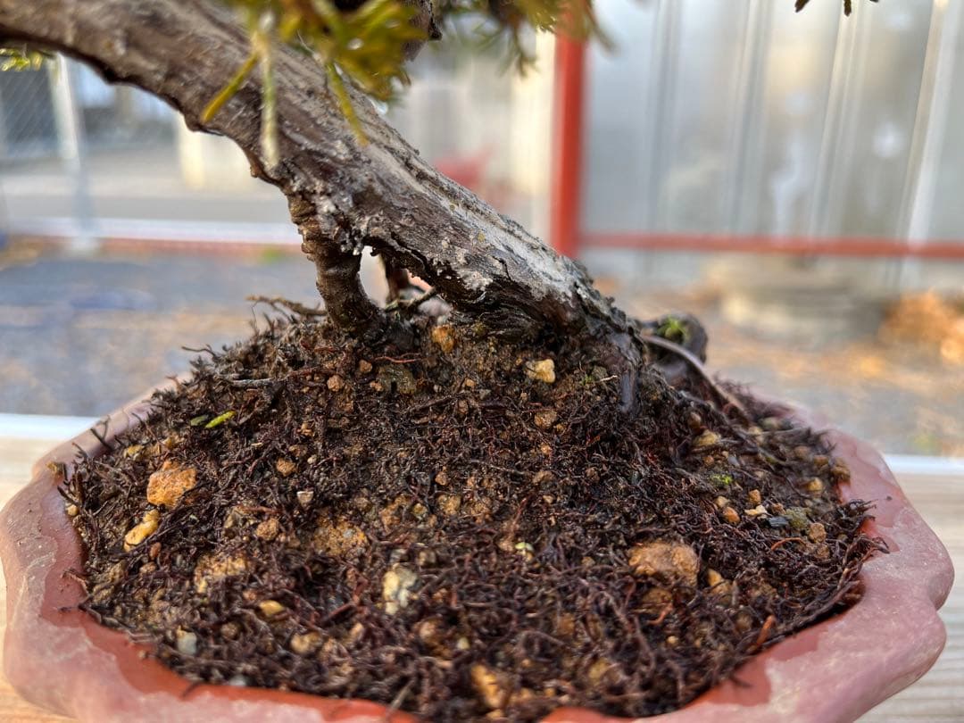 糸魚川真柏 / 盆栽