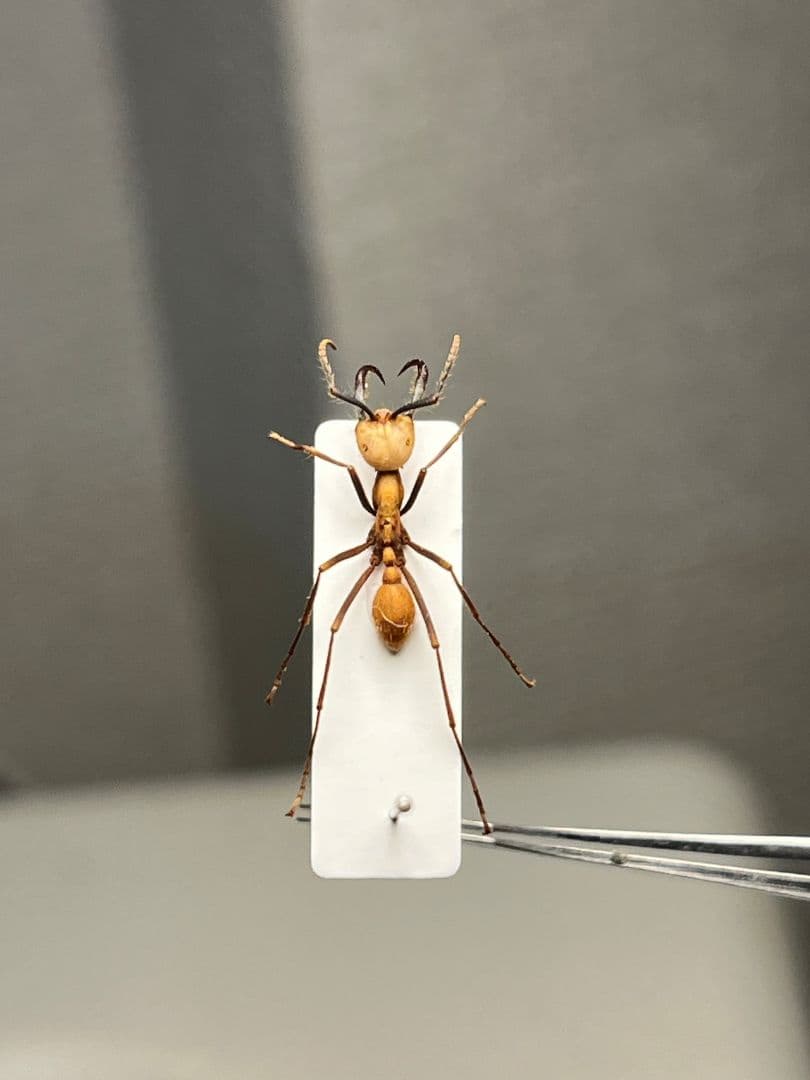 【15mm】グンタイアリ 標本 パラポネラ ソルジャーアントEciton