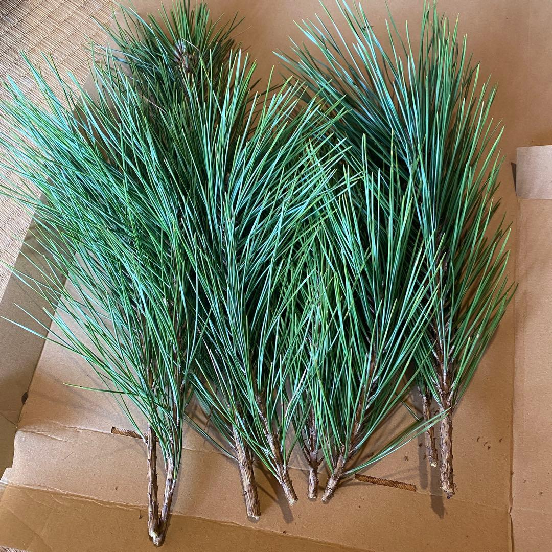 【みかん箱3箱分】松　40cm目安　門松　正月飾り　みかん箱パンパン