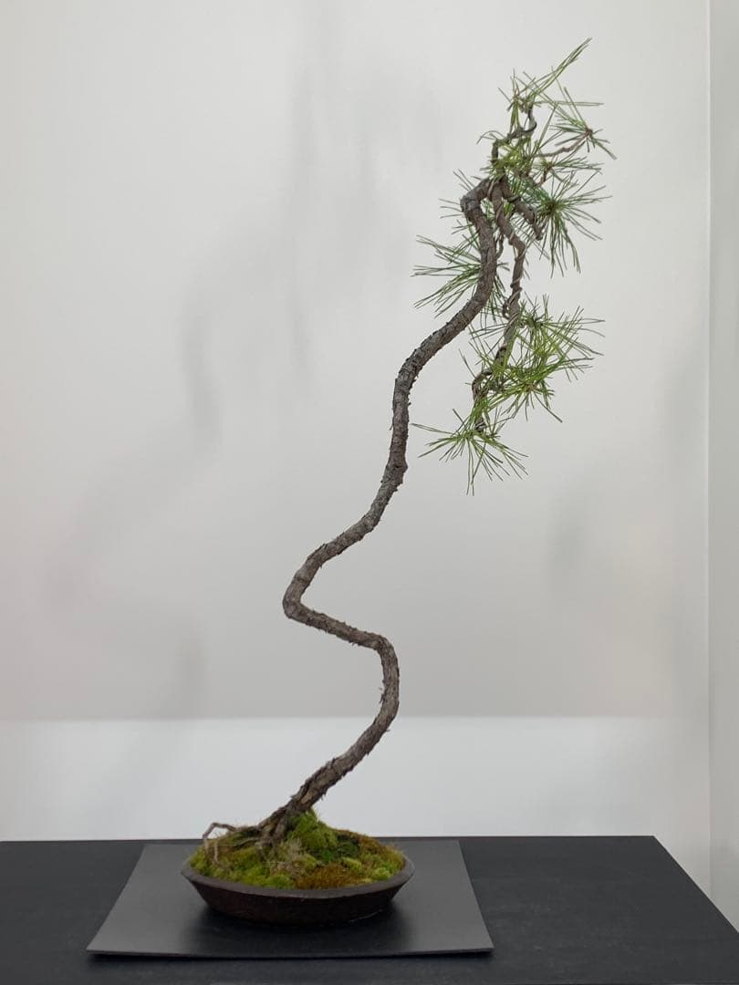 南蛮鉢との相性抜群の山採り文人赤松　細幹　樹高約67cm（検索/真柏　盆栽）