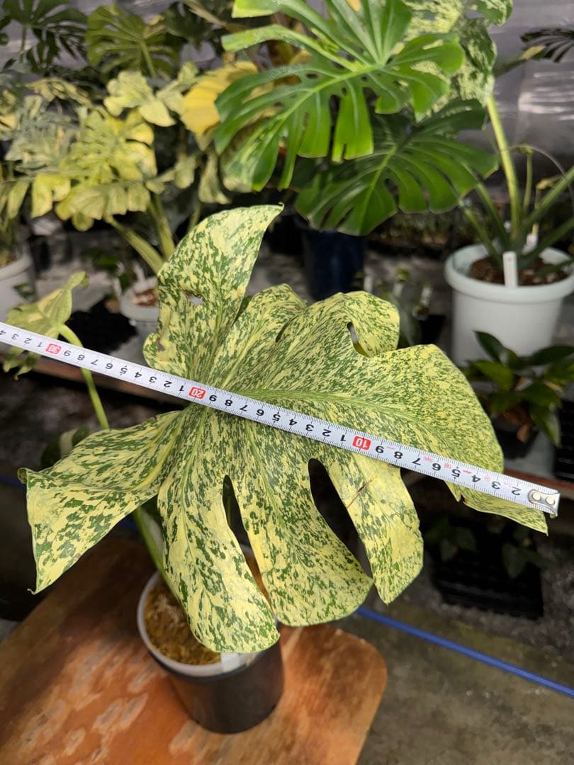 ち*じ様 T18モンステラ　タイコンステレーション　スターライト