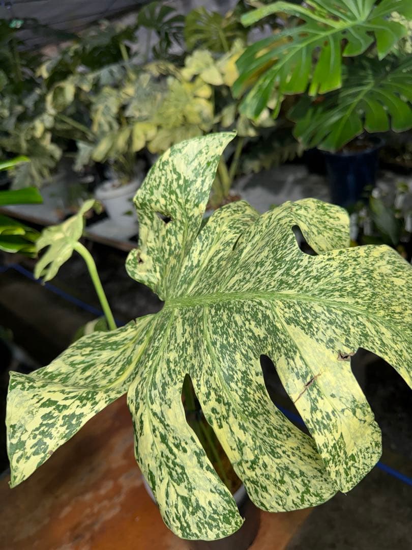 ち*じ様 T18モンステラ　タイコンステレーション　スターライト