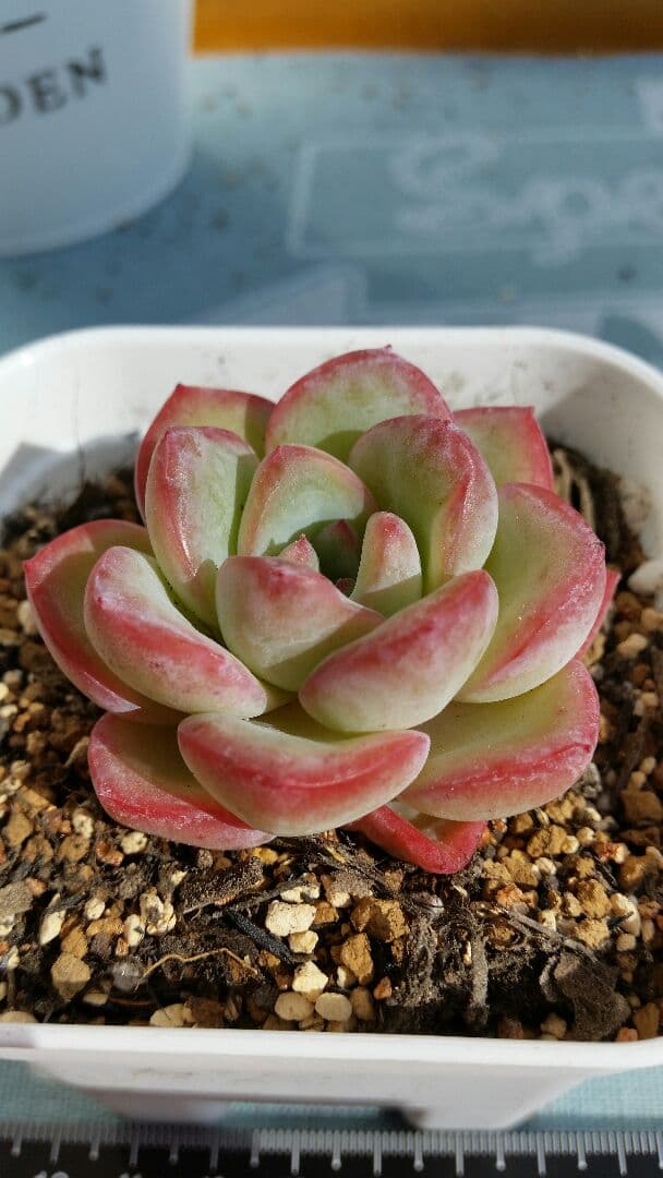 Amabile 小(韓国苗)