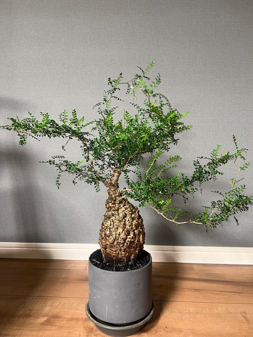 K*1様 オペルクリカリア　パキプス