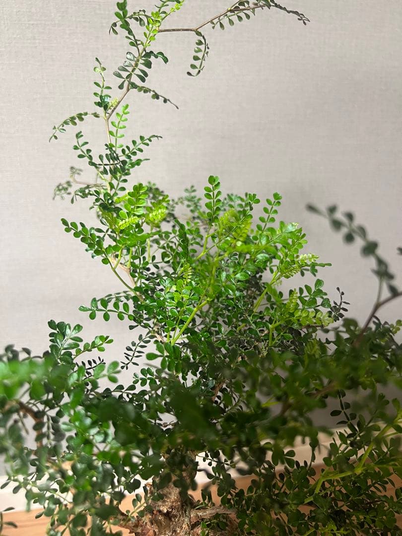 K*1様 オペルクリカリア　パキプス