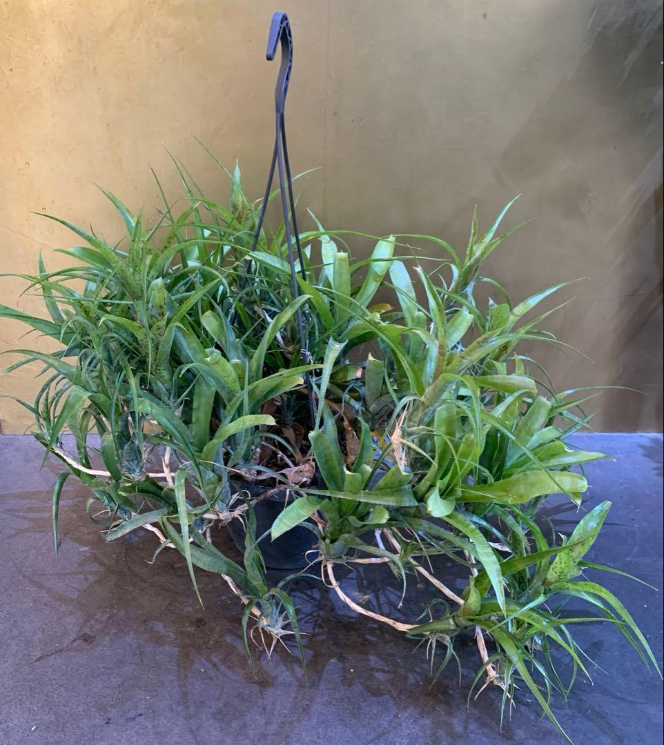 群生 ネオレゲリア パウシフローラ