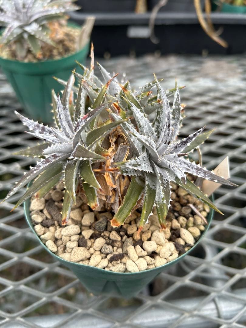 群生 DBディッキア Dyckia Bill Baker hyb #106 ⑵