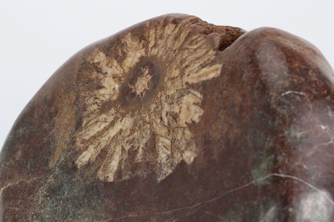 菊花石 菊紋石 一輪1.25kg 鑑賞石 原石 自然石 美石 水石 盆石 飾石