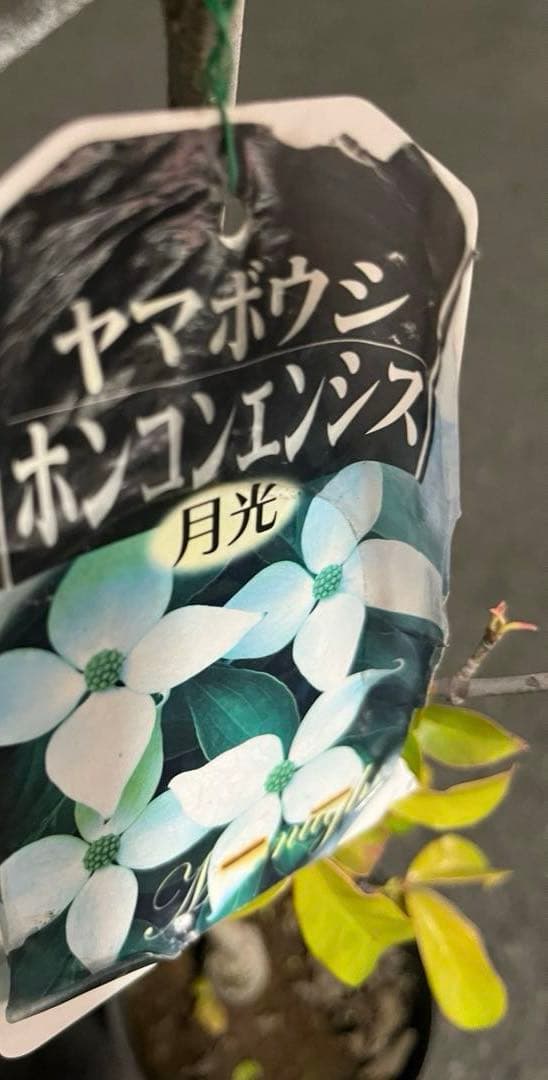 常緑ヤマボウシ　ホンコンエンシス月光 白クリーム色の花 紅葉 赤い実 約105㌢