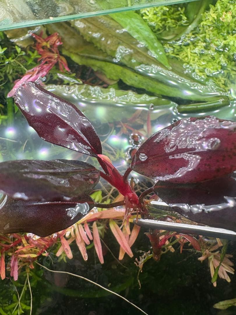 ブセファランドラ　deep purple