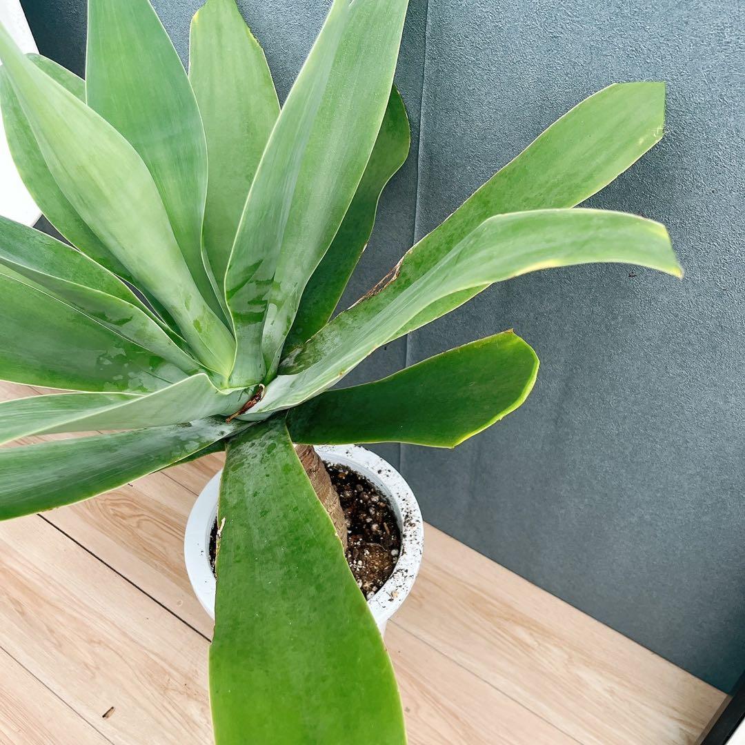 ［現品］9番　アガベ　アテナータ　8号　観葉植物　大型　綺麗　屋外　多肉植物