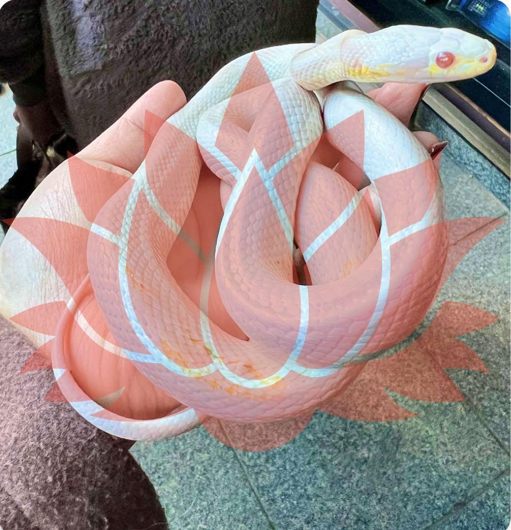 持つ方を選ぶ石♥神秘レムリアンシードクォーツ…☪︎*。꙳ 更に龍神様が潜む虹入り♥