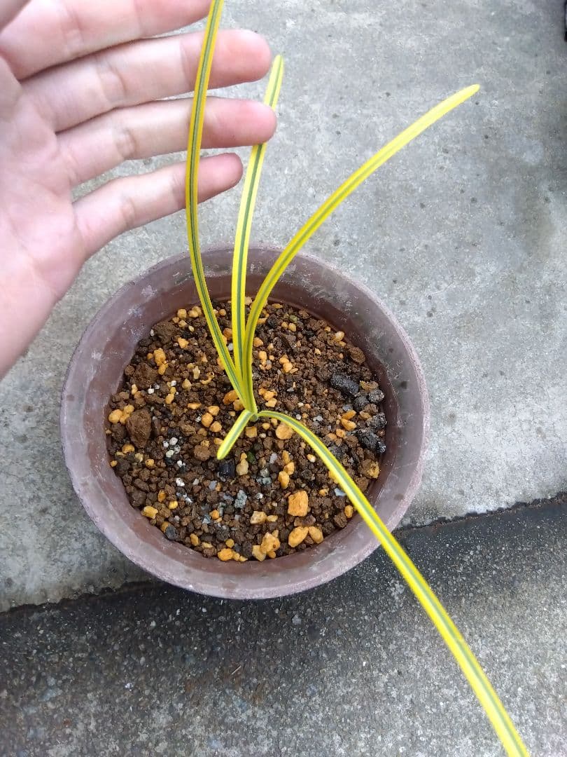 ヒガンバナ　彼岸花　黄覆輪斑　５号鉢つき　超斑入り❗　①