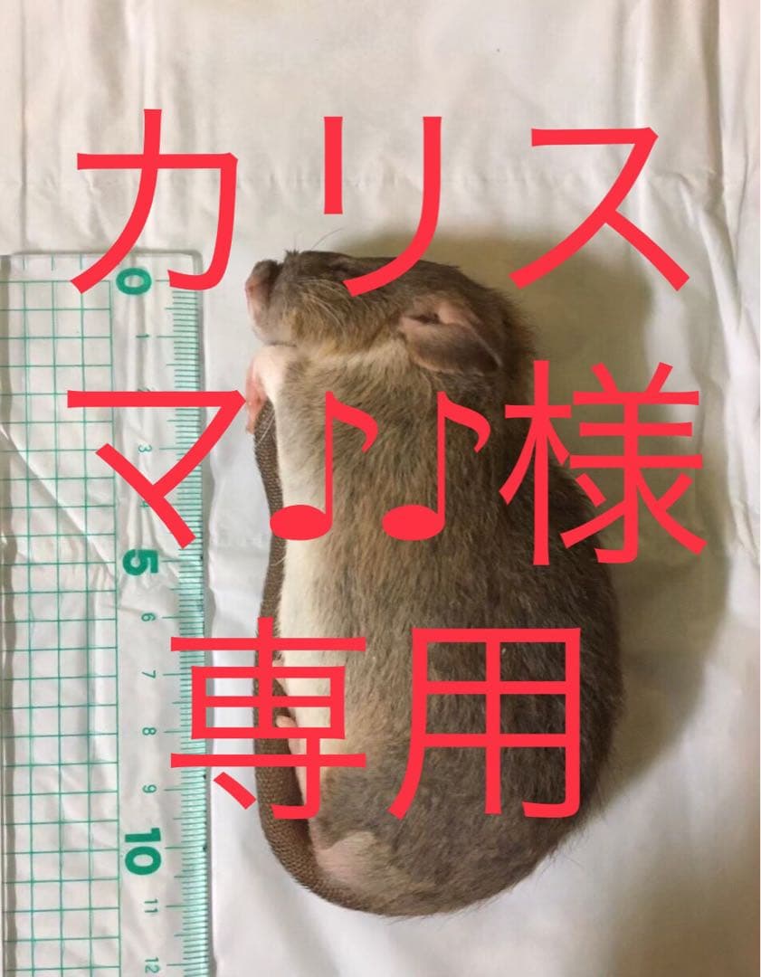 爬虫類・両生類のエサ PL50 ADLL20 ML40