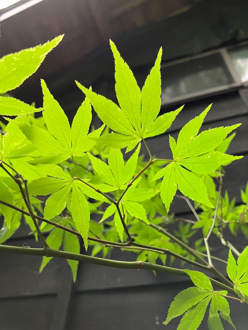 山採り　ヤマモミジ　ナツハゼ　混合株