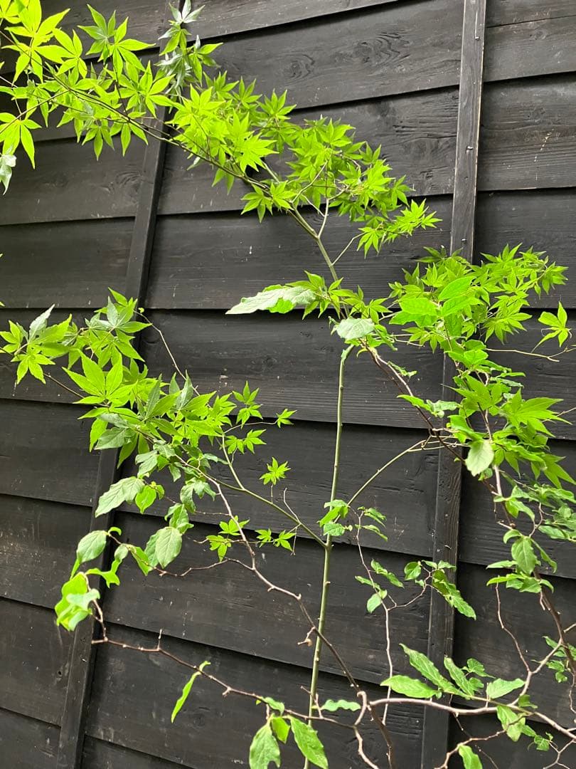 山採り　ヤマモミジ　ナツハゼ　混合株