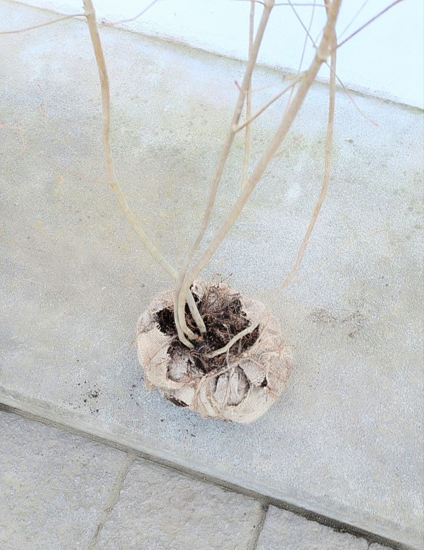 極美。山採りドウダンツツジ。